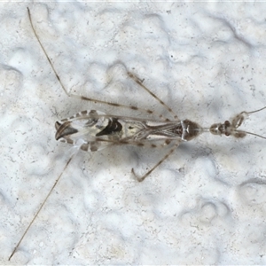 Stenolemus sp. (genus) at Ainslie, ACT - 13 Nov 2024 10:41 PM