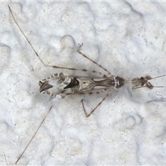 Stenolemus sp. (genus) at Ainslie, ACT - 13 Nov 2024