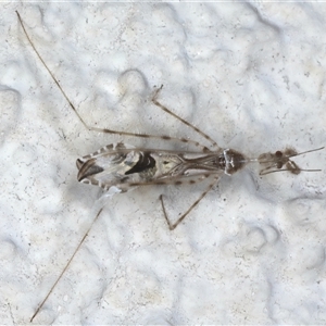 Stenolemus sp. (genus) at Ainslie, ACT - 13 Nov 2024