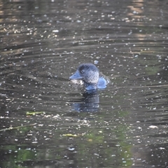 Biziura lobata (Musk Duck) at Bakers Beach, TAS - 5 Nov 2024 by LyndalT