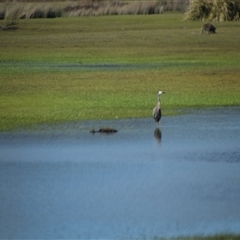 Egretta novaehollandiae (White-faced Heron) at Bakers Beach, TAS - 5 Nov 2024 by LyndalT