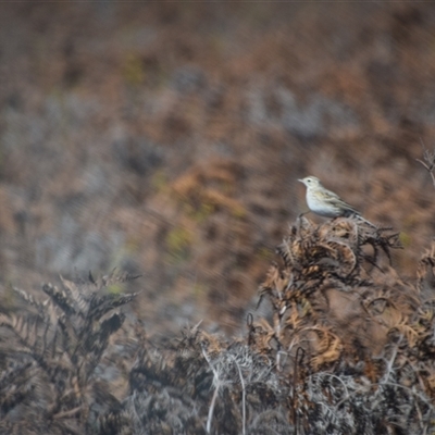 Anthus australis (Australian Pipit) at Bakers Beach, TAS - 5 Nov 2024 by LyndalT