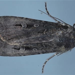 Agrotis infusa at Ainslie, ACT - 13 Nov 2024 11:36 PM