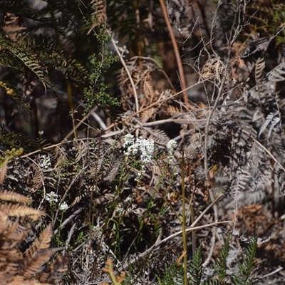 Stackhousia monogyna (Creamy Candles) at Bakers Beach, TAS - 5 Nov 2024 by LyndalT