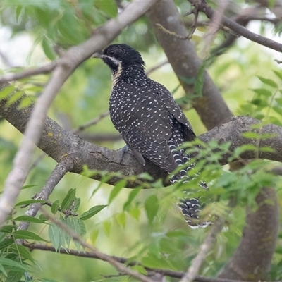 Eudynamys orientalis (Pacific Koel) at Higgins, ACT - 13 Nov 2024 by AlisonMilton