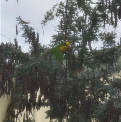 Polytelis swainsonii (Superb Parrot) at Yass, NSW - 13 Nov 2024 by SustainableSeg