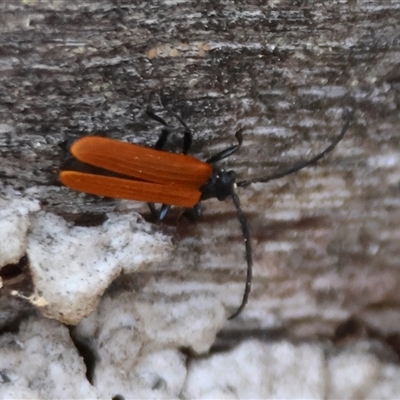 Porrostoma sp. (genus) (Lycid, Net-winged beetle) at Hughes, ACT - 12 Nov 2024 by LisaH