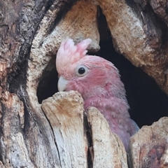 Eolophus roseicapilla (Galah) at Hughes, ACT - 12 Nov 2024 by LisaH