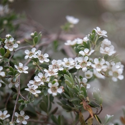 Leptospermum (genus) (Tea Tree) at McKellar, ACT - 11 Nov 2024 by AlisonMilton