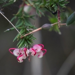 Grevillea rosmarinifolia subsp. rosmarinifolia (Rosemary Grevillea) at McKellar, ACT - 10 Nov 2024 by AlisonMilton