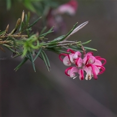 Grevillea rosmarinifolia subsp. rosmarinifolia at McKellar, ACT - 11 Nov 2024