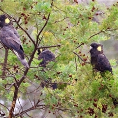 Zanda funerea (Yellow-tailed Black-Cockatoo) at Deakin, ACT - 12 Nov 2024 by LisaH