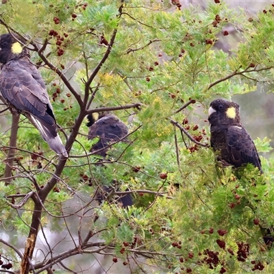 Zanda funerea (Yellow-tailed Black-Cockatoo) at Deakin, ACT - 12 Nov 2024 by LisaH