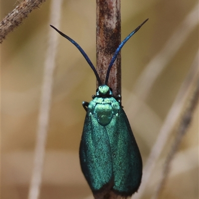 Pollanisus (genus) (A Forester Moth) at Red Hill, ACT - 12 Nov 2024 by LisaH