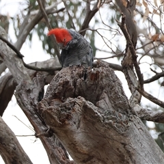 Callocephalon fimbriatum (Gang-gang Cockatoo) at Deakin, ACT - 12 Nov 2024 by LisaH