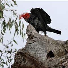 Callocephalon fimbriatum at Deakin, ACT - suppressed