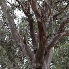 Callocephalon fimbriatum at Deakin, ACT - suppressed