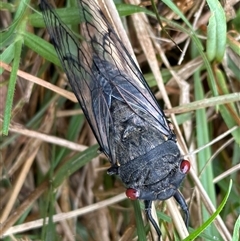 Psaltoda moerens (Redeye cicada) at Kangaroo Valley, NSW - 14 Nov 2024 by lbradley