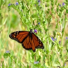 Danaus plexippus (Monarch) at Canyonleigh, NSW - 12 Nov 2024 by Span102