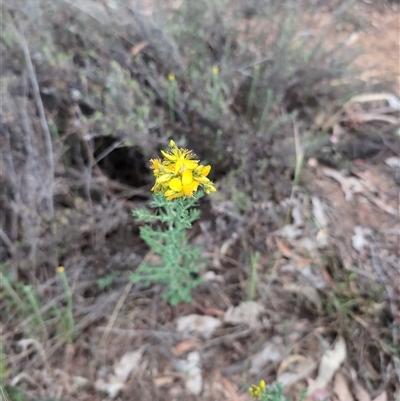 Hypericum perforatum (St John's Wort) at Watson, ACT - 13 Nov 2024 by Wildlifewarrior80