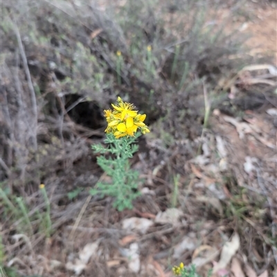 Hypericum perforatum (St John's Wort) at Watson, ACT - 12 Nov 2024 by Wildlifewarrior80