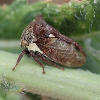 Pogonella minutus (Tiny two-spined treehopper) at Hughes, ACT - 12 Nov 2024 by LisaH