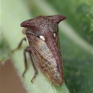 Pogonella minutus at Hughes, ACT - 13 Nov 2024