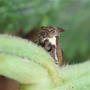 Pogonella minutus at Hughes, ACT - 13 Nov 2024