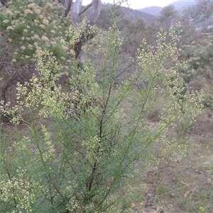 Cassinia quinquefaria at Conder, ACT - 7 Jan 2024