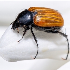 Phyllotocus sp. (genus) (Nectar scarab) at Curtin, ACT - 14 Nov 2024 by SMOT