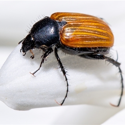 Phyllotocus rufipennis (Nectar scarab) at Curtin, ACT - 14 Nov 2024 by SMOT