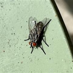 Sarcophagidae (family) (Unidentified flesh fly) at Aranda, ACT - 14 Nov 2024 by KMcCue