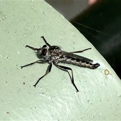 Cerdistus sp. (genus) (Slender Robber Fly) at Aranda, ACT - 13 Nov 2024 by KMcCue