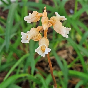 Gastrodia procera at Kingston, ACT - 14 Nov 2024