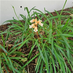 Gastrodia procera at Kingston, ACT - 14 Nov 2024