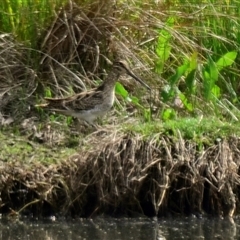 Gallinago hardwickii (Latham's Snipe) at Dunlop, ACT - 13 Nov 2024 by Thurstan