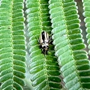 Monolepta froggatti at Aranda, ACT - 14 Nov 2024 09:47 AM