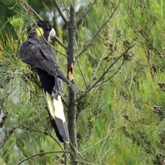 Zanda funerea (Yellow-tailed Black-Cockatoo) at Dunlop, ACT - 14 Nov 2024 by Thurstan