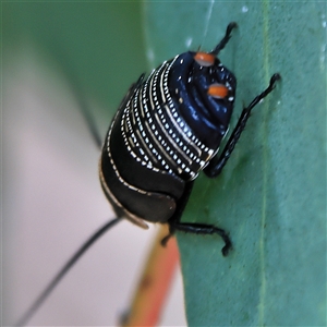 Ellipsidion australe at Higgins, ACT - 13 Nov 2024 02:45 PM