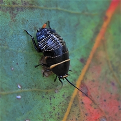 Ellipsidion australe at Higgins, ACT - 13 Nov 2024