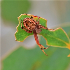 Salsa fuliginata (Sooty Orb-weaver) at Higgins, ACT - 13 Nov 2024 by MichaelWenke