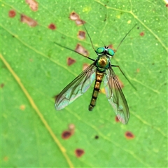 Dolichopodidae (family) (Unidentified Long-legged fly) at Higgins, ACT - 13 Nov 2024 by MichaelWenke