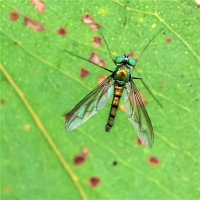 Dolichopodidae (family) (Unidentified Long-legged fly) at Higgins, ACT - 13 Nov 2024 by MichaelWenke