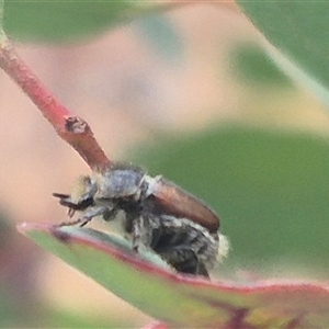 Liparetrus sp. (genus) at Bungendore, NSW - suppressed