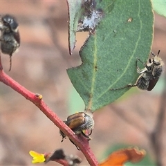 Liparetrus sp. (genus) at Bungendore, NSW - suppressed