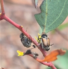 Liparetrus sp. (genus) at Bungendore, NSW - suppressed