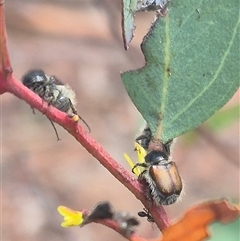 Liparetrus sp. (genus) at Bungendore, NSW - suppressed