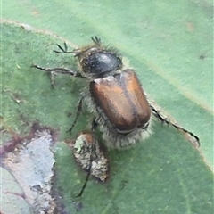 Liparetrus sp. (genus) at Bungendore, NSW - suppressed