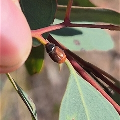 Unidentified Beetle (Coleoptera) at Bungendore, NSW - 10 Nov 2024 by clarehoneydove