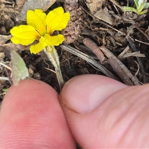 Goodenia hederacea subsp. hederacea at Bungendore, NSW - 14 Nov 2024